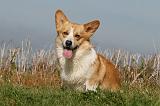 CORGI PEMBROKE 984